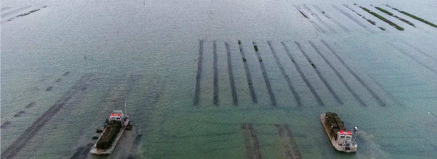 Freshly harvested GEAY oysters