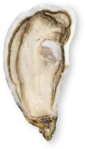 L’Ultime