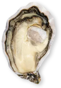Spéciale Geay