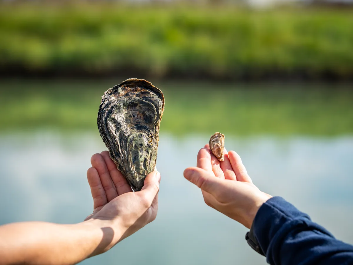 Spéciale Geay oysters